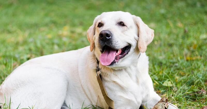 The dog type printing its eyes and it steals leap