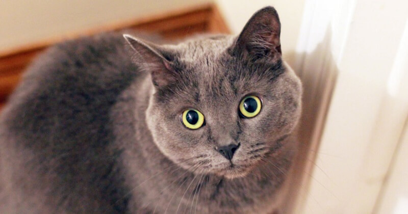 The cat shuts its eyes while it steals cream