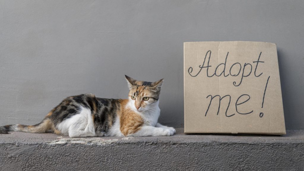 cats for rehoming