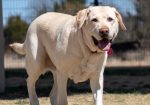 Showcase your pet here for 7 days for only £40