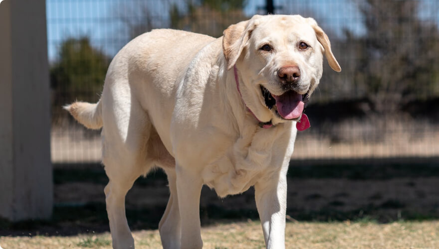 Showcase your pet here for 7 days for only £40