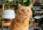 Showcase your pet here for 7 days for only £40