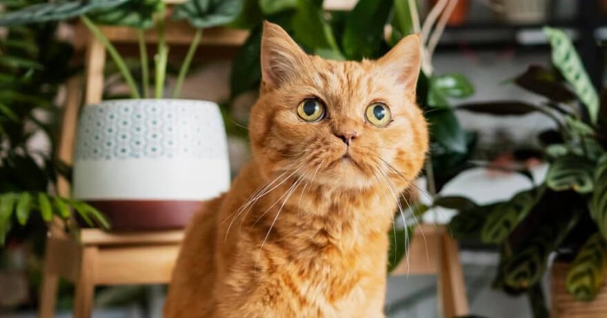 Showcase your pet here for 7 days for only £40