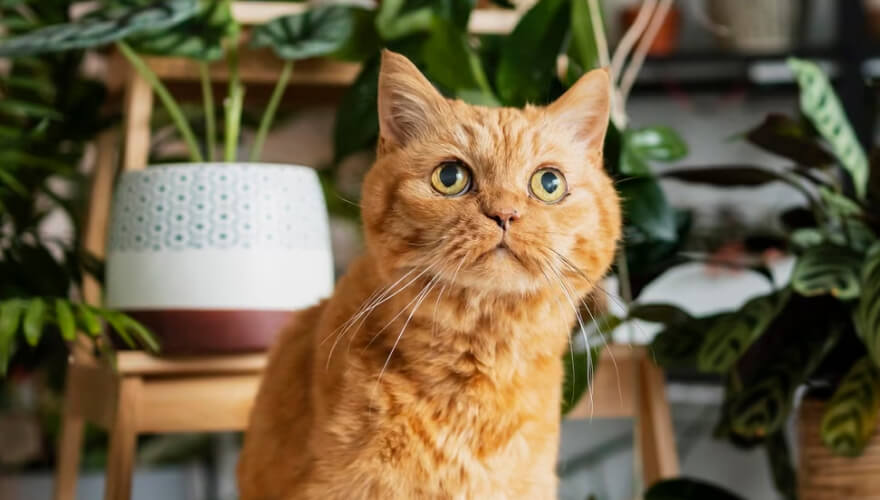 Showcase your pet here for 7 days for only £40