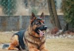 Showcase your pet here for 7 days for only £40