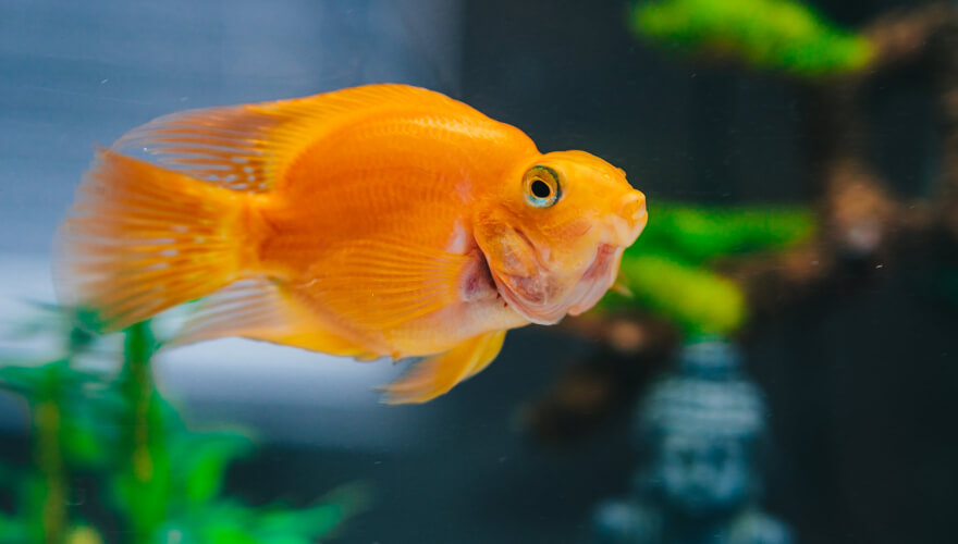 New Red Fish