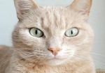 Showcase your pet here for 7 days for only £40