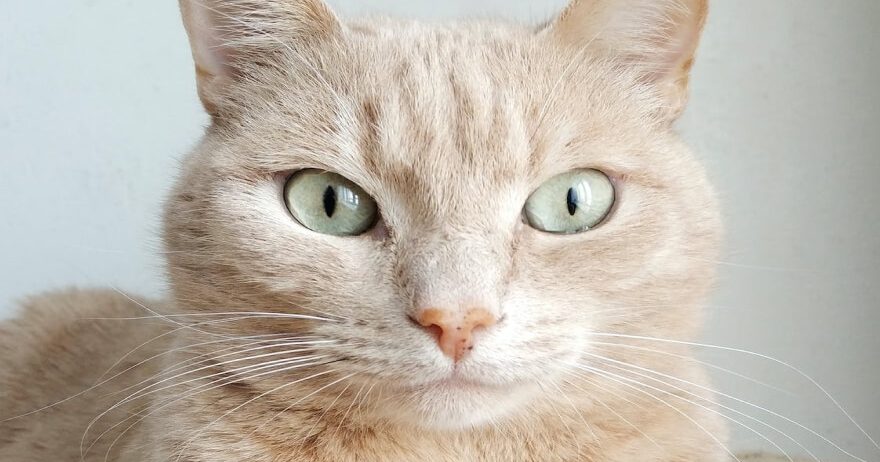 Showcase your pet here for 7 days for only £40