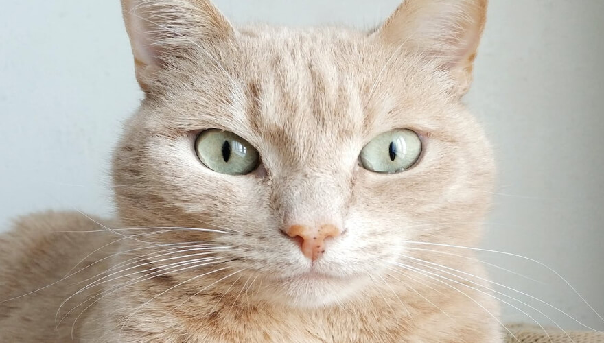 Showcase your pet here for 7 days for only £40