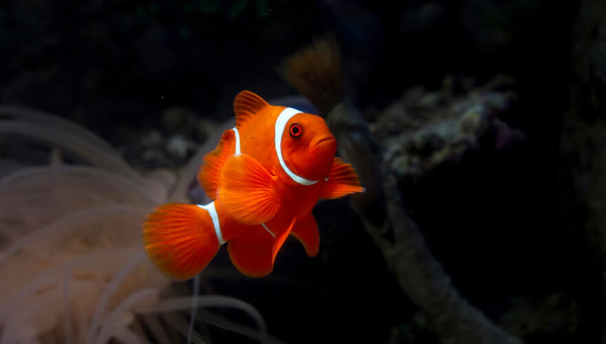 Gold Fish Platy