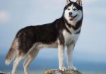 Showcase your pet here for 7 days for only £40