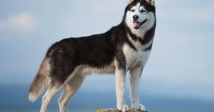 Showcase your pet here for 7 days for only £40