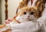 Showcase your pet here for 7 days for only £40