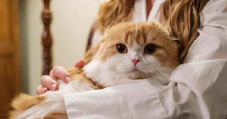 Showcase your pet here for 7 days for only £40