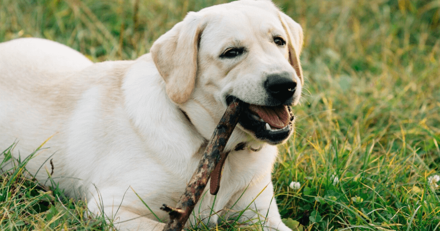 Showcase your pet here for 7 days for only £40