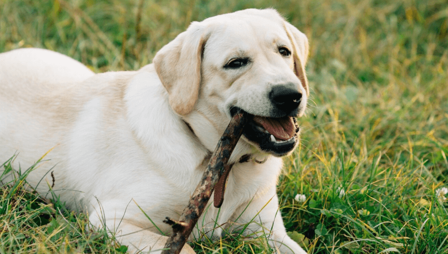 Showcase your pet here for 7 days for only £40