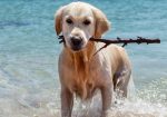 Showcase your pet here for 7 days for only £40