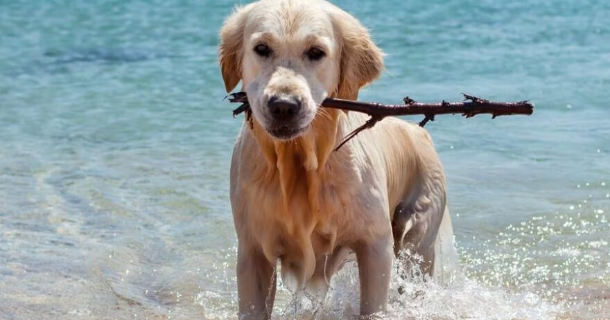 Showcase your pet here for 7 days for only £40