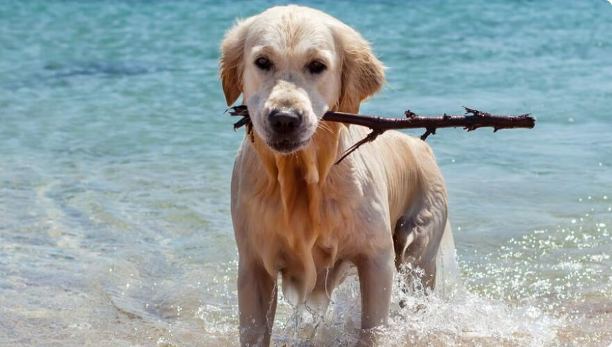 Showcase your pet here for 7 days for only £40