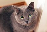 Showcase your pet here for 7 days for only £40
