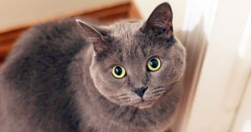 Showcase your pet here for 7 days for only £40