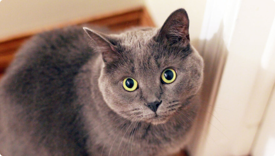 Showcase your pet here for 7 days for only £40