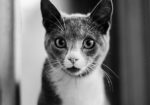 Showcase your pet here for 7 days for only £40