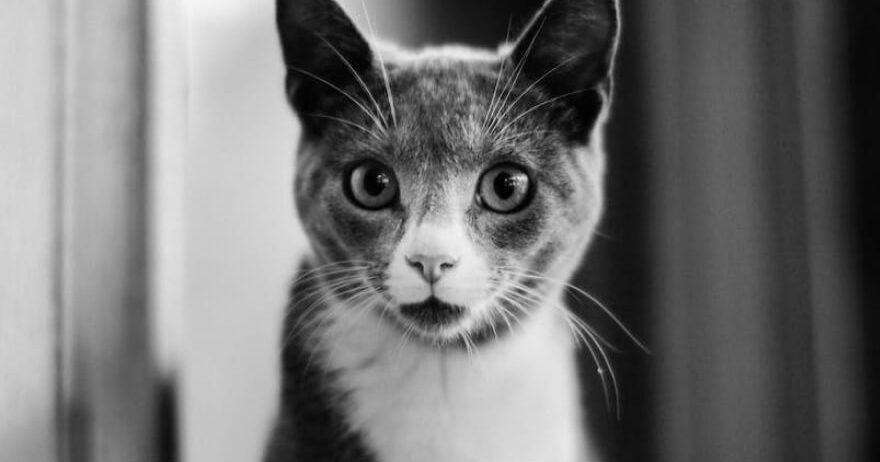 Showcase your pet here for 7 days for only £40