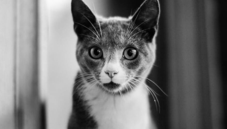 Showcase your pet here for 7 days for only £40