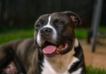 Showcase your pet here for 7 days for only £40
