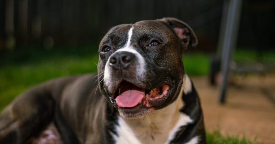 Showcase your pet here for 7 days for only £40