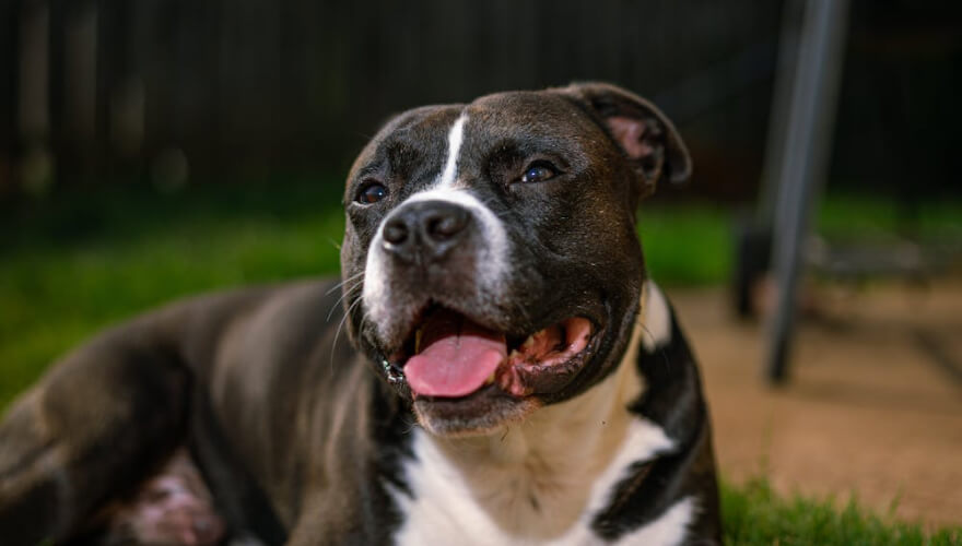 Showcase your pet here for 7 days for only £40