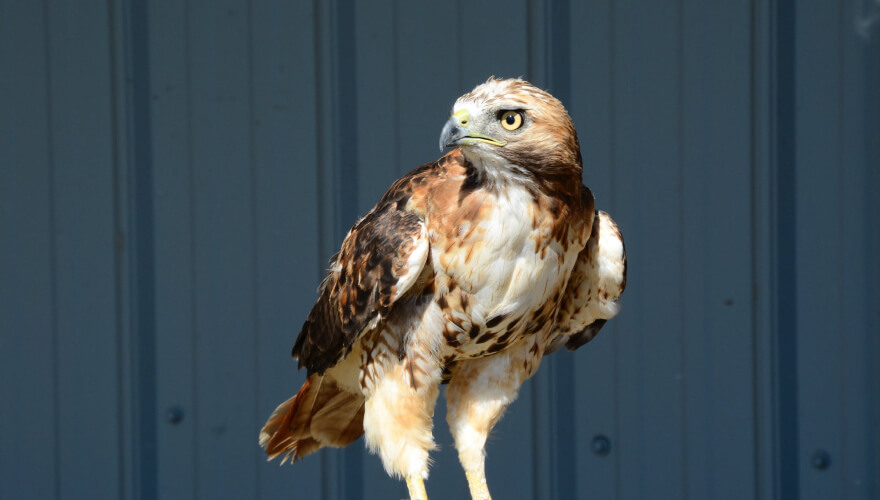 Hen Type Bird