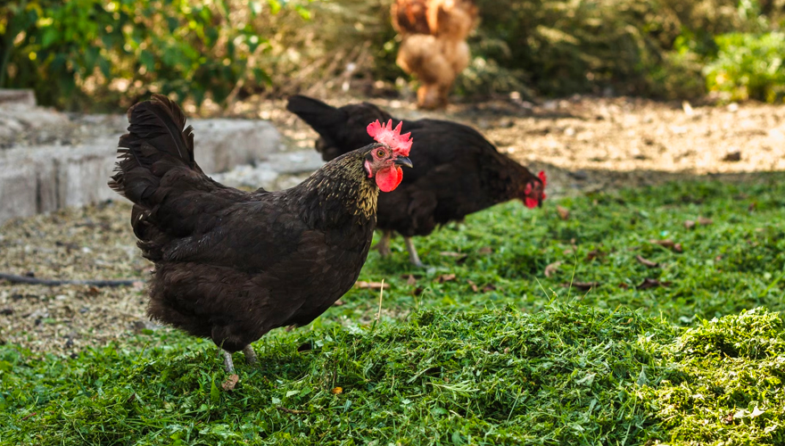 Hen Type Bird