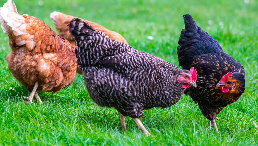Hen Type Bird