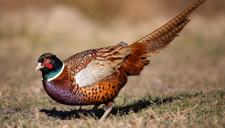 Hen Type Bird