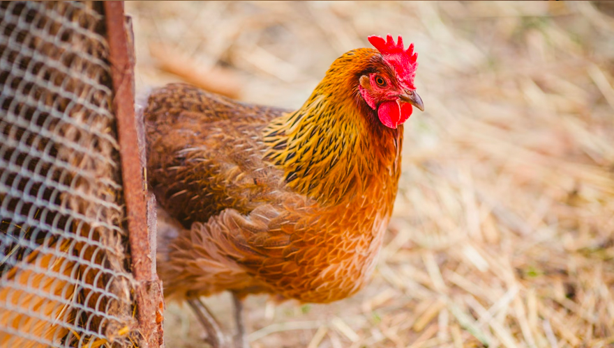 Hen Type Bird