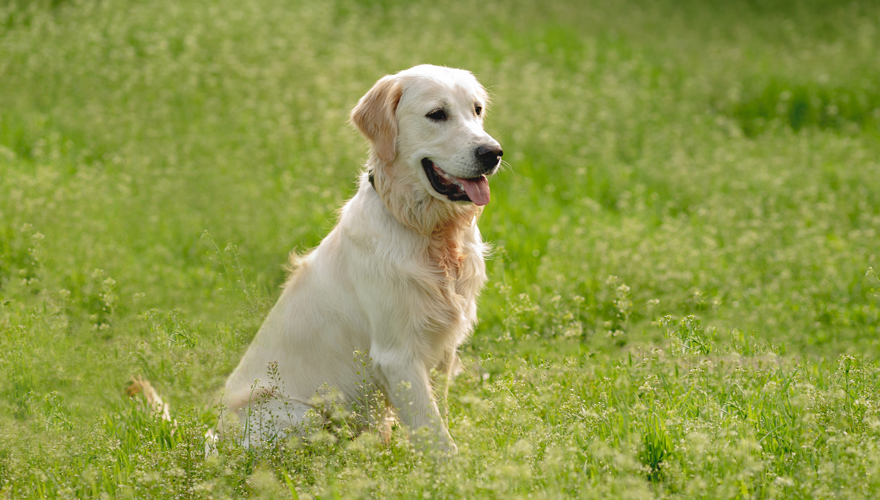 Labrador retriever